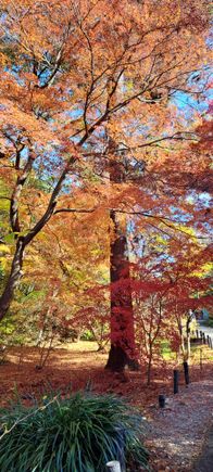 Example of the autumn colours