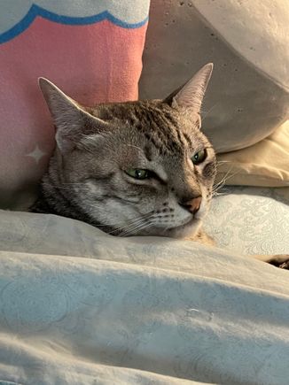 Anpu refused to move when we were making the bed so he got tucked in.  He was quite content with that.