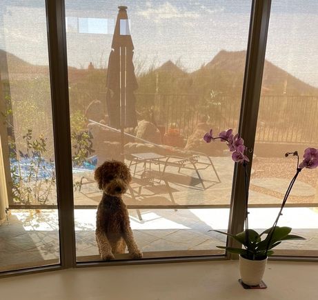 Poppy wanted to be outside but she wanted to make sure that she missed nothing going on inside!