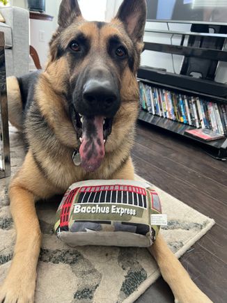 Gumbo loved his NOLA souvenir 