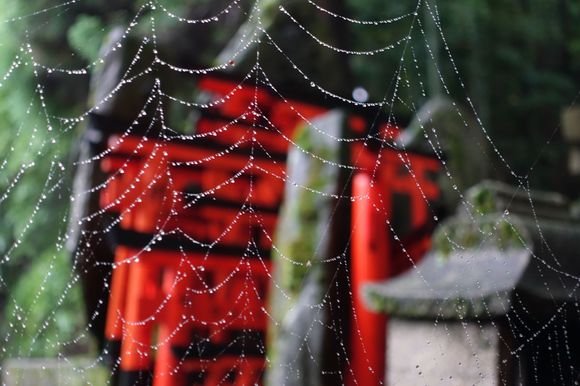 Web