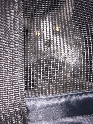Here’s my kitty! He didn’t make a peep the whole trip. I guess he was comfy in there!