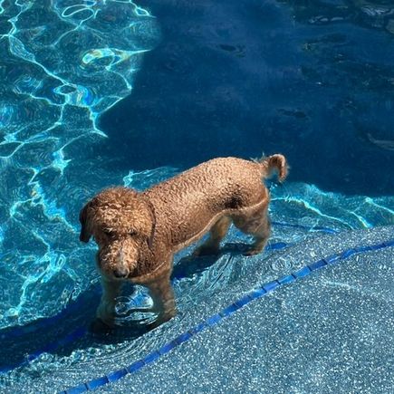 Poppy keeping cool