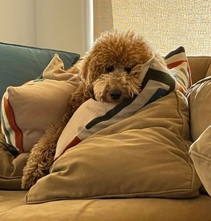 It’s not easy being Poppy!