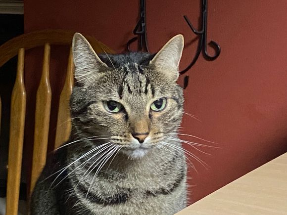 Fred is mad because mama keeps taking her shoes away from him.