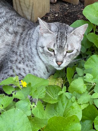 Anpu thinks he’s hiding in the catnip 