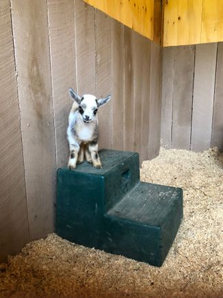 Meet Zoomie
She belongs to son and wife
