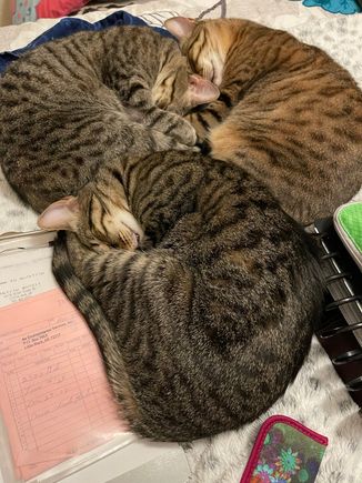 There’s a Cat 3 Purricane Warning in force at our house.