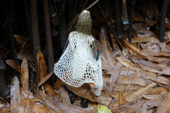 Shroom