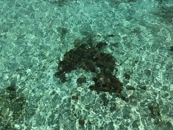 Dolphin Coral at Spa