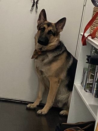 Cutest Shepard. 