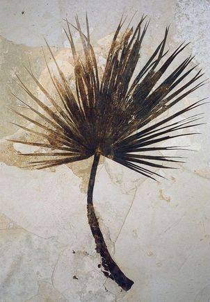 Arctic Palm