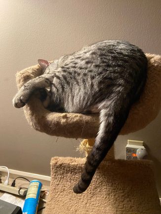 Cat or monkey, you decide.