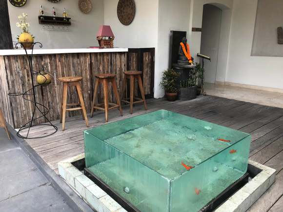 Fish At The Bar