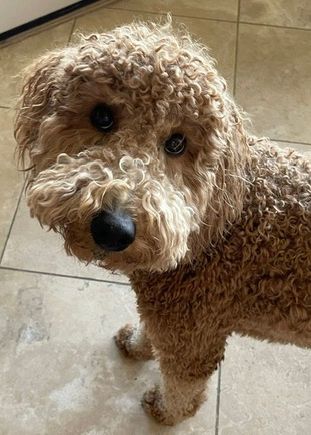 Poppy is getting ready for her summer haircut. 