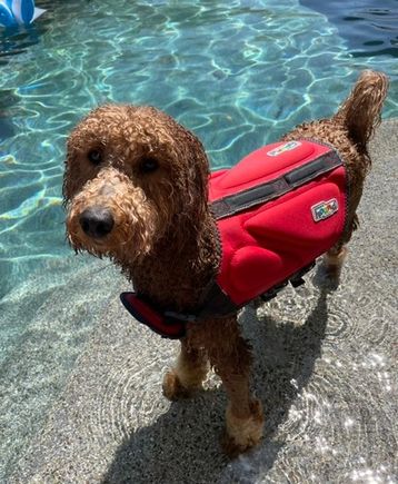 Poppy enjoying the pool!