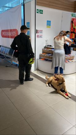 Policia dog sniffing everywhere. Friendly. 