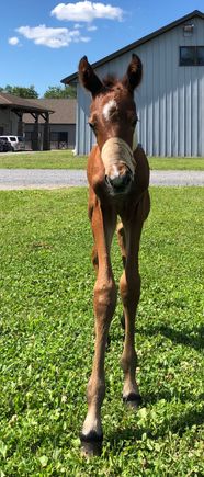Daughter-in-law’s mare had this foal about 6 hrs before photo. A little problem at birth and oxygen required is reason for bandage. Both mare and foal are well and I’m seeing them on weekend.