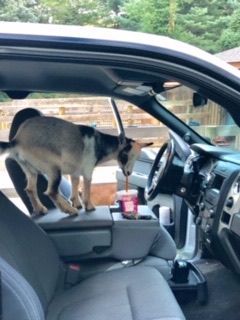 Zoomie likes coffee