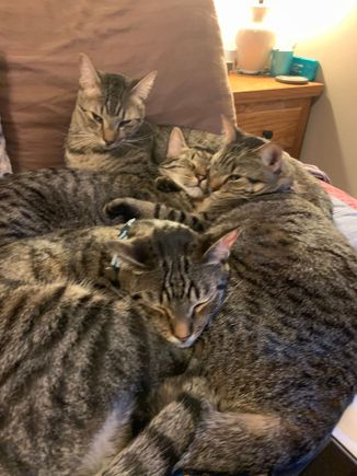 Apparently the most comfortable place to sleep is on top of your siblings.
