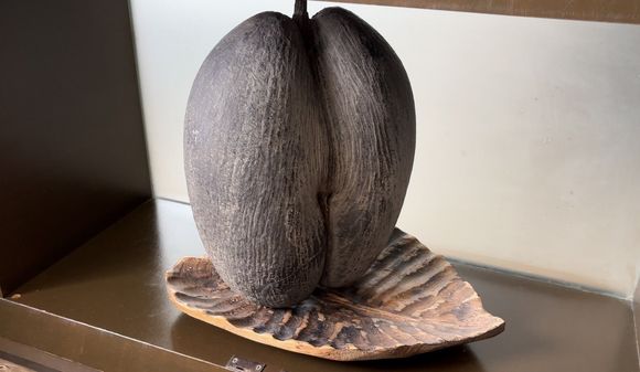 Coco de Mer ;)