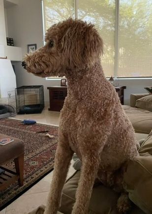 Watching the door, waiting for dad to come home. (He didn’t. He’s out of town.)