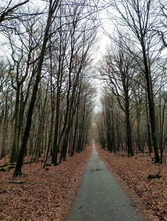 The walk disappears into the forest at Reichswald 