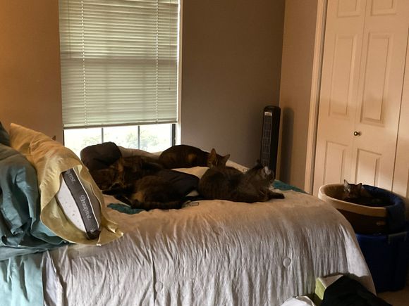 They claim they were good all day while we were gone to work.  As the house is still standing, I’ve decided to believe them.