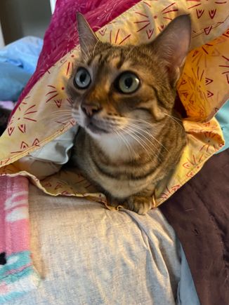 No treats in the pillow case either.  Ariel says it’s a tragedy.