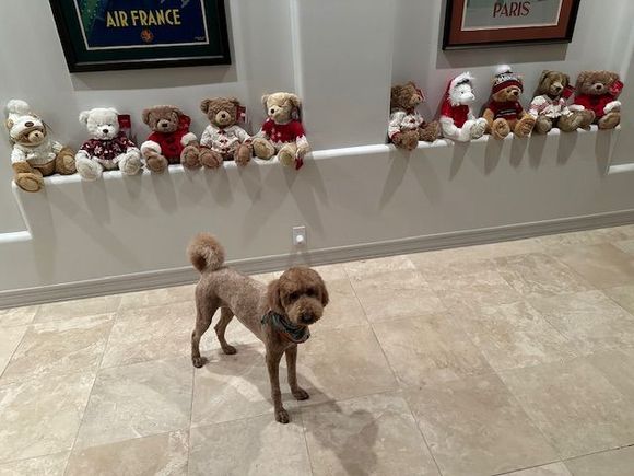 It’s beginning to look a lot like Christmas!  Poppy posing with her Harrod’s Christmas bears!