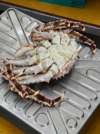 1.6kg king crab