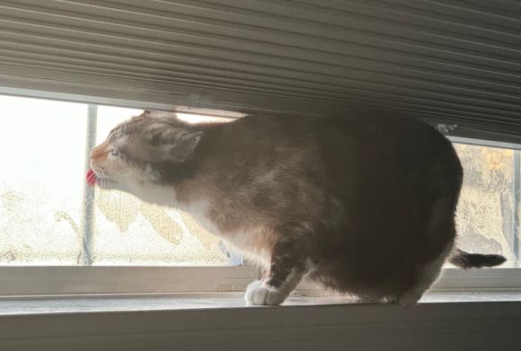 Boo likes to lick the condensation off the bedroom window :D