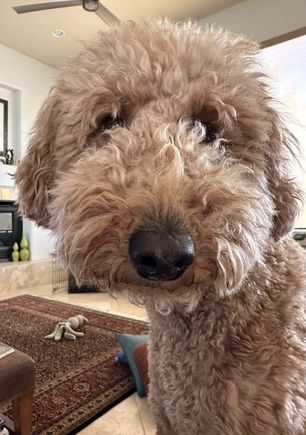 Wednesday is spa day! I need it bad!