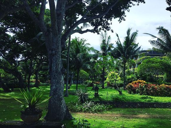 Garden