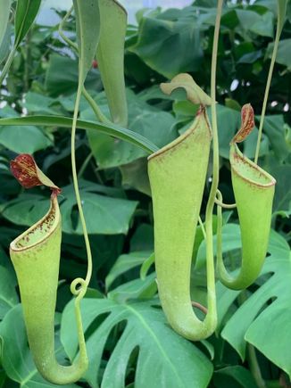 A sneaky pitcher plant. 