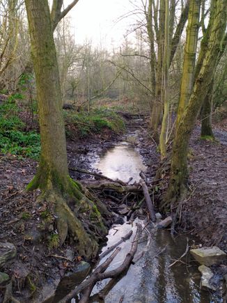 Looks like a badger created a dam here in the Hexbachtal