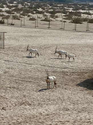 Saw some oryx, the National animal. 