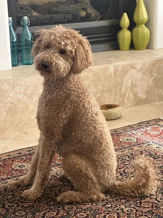 Poppy is looking forward to her rejuvenating spa day tomorrow!