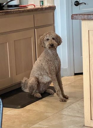 What is the hold up with my treat?