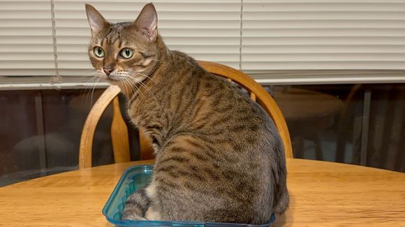 Sure Ariel.  We didn’t need to use that lid to cover the rest of the cornbread.