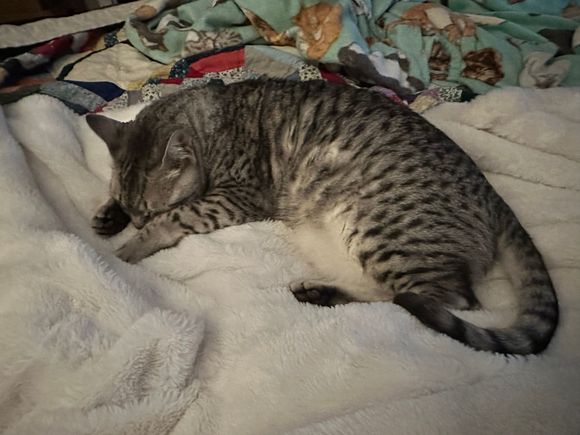 Anpu hopes everyone celebrated Caturday in the appropriate way.
