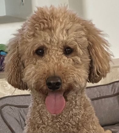 This is my dog. 😉