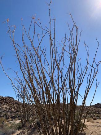 Ocotillo Cactus