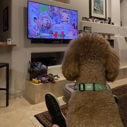 Poppy’s not much of a TV watcher, but is watching the Super Bowl with her sitter!