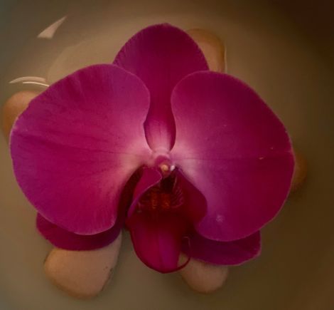 Looking at this lovely phaelanopsis when face down