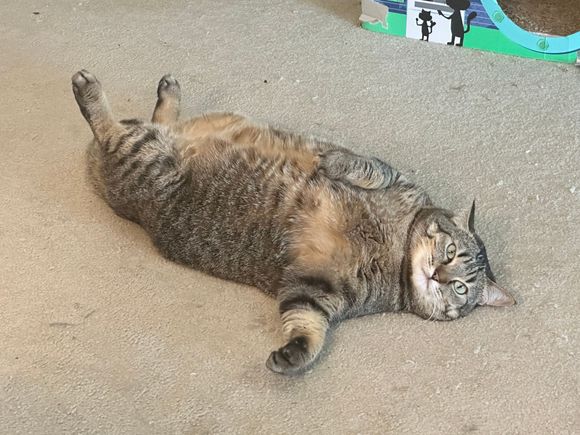 Gaby Baby is melting from the heat outside.   (Despite the fact she lives in air conditioning).