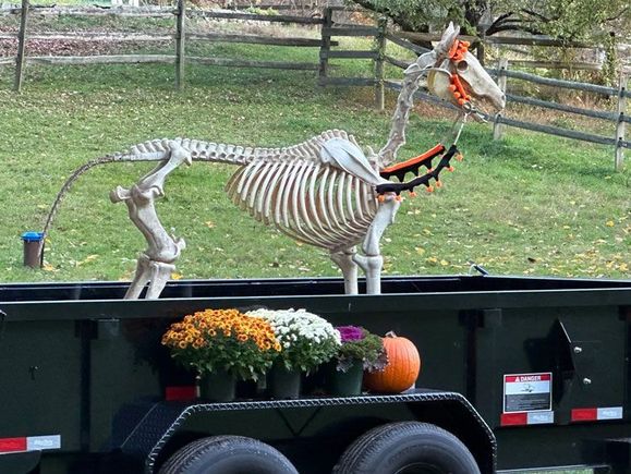 This poor nag ain't gonna make it to the derby today.