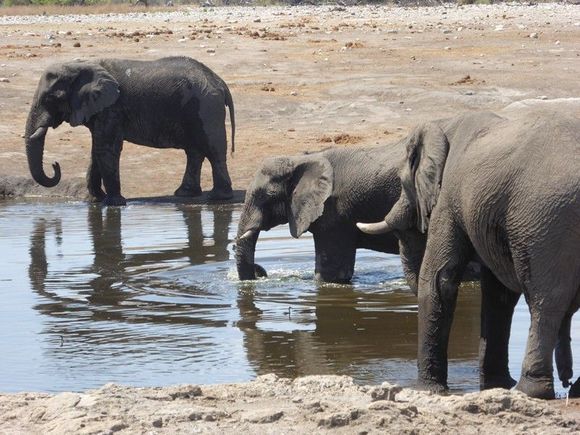 3 bachelors at the waterhole