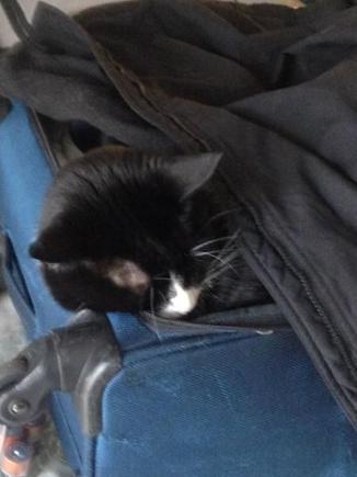 Cat in a Suitcase