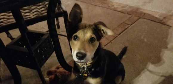 Can I have more of your NYE steak, please?